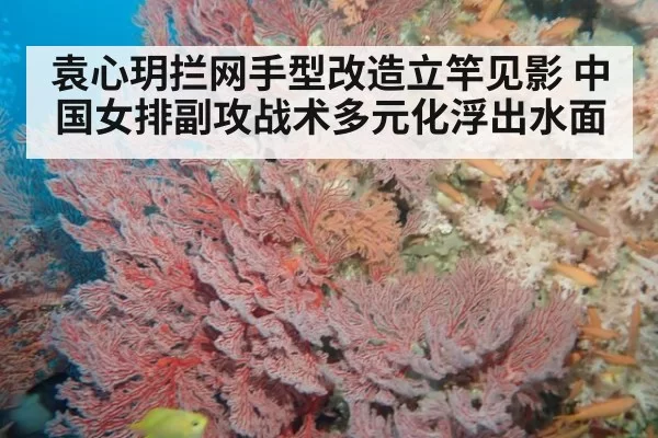 袁心玥拦网手型改造立竿见影 中国女排副攻战术多元化浮出水面 - leyu